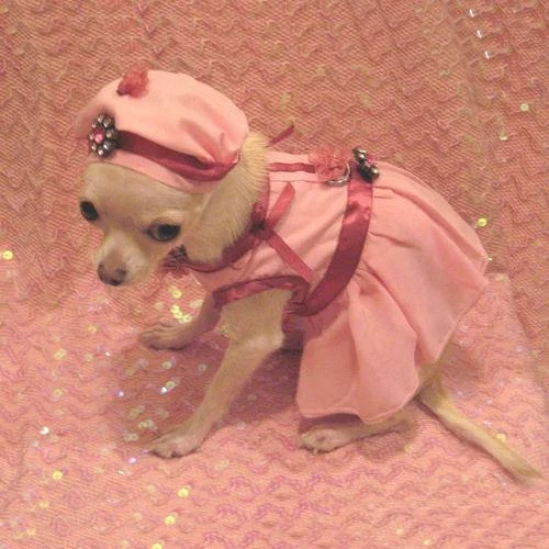 - Rabbit grass rack to prevent waste food boxPink Flirt Dog Harness Dress Set