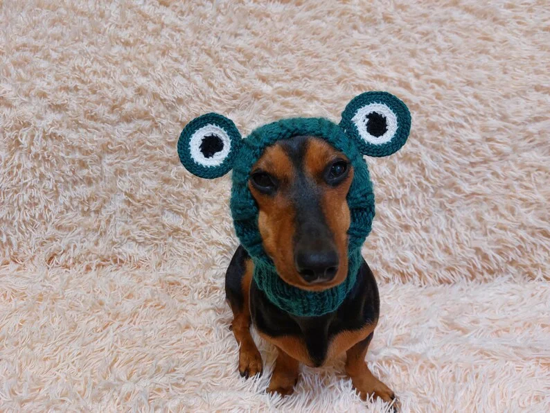 - Parrot climbing and standing wooden frameSnood hat for dog frog, dachshund snood frog