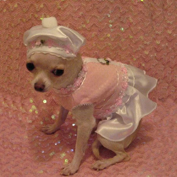 - Dog disposable foam shower gelPink Parfait Dog Harness Dress Set